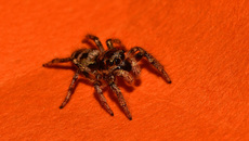 Springspinne (7).jpg